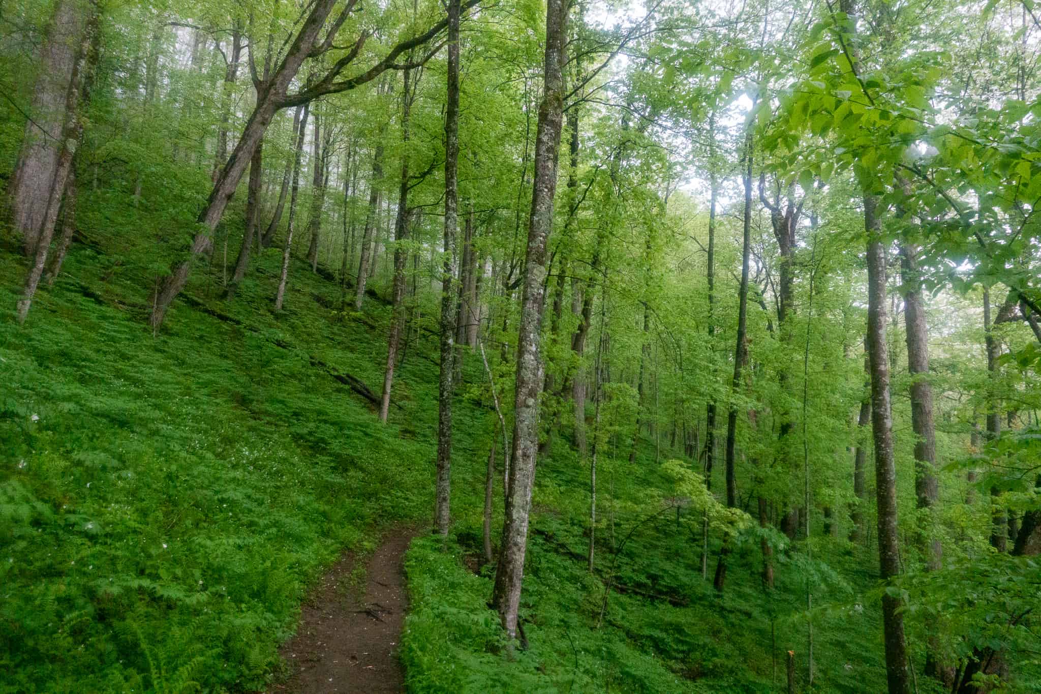 Trillium Gap Trail in Great Smoky Mountain National Park