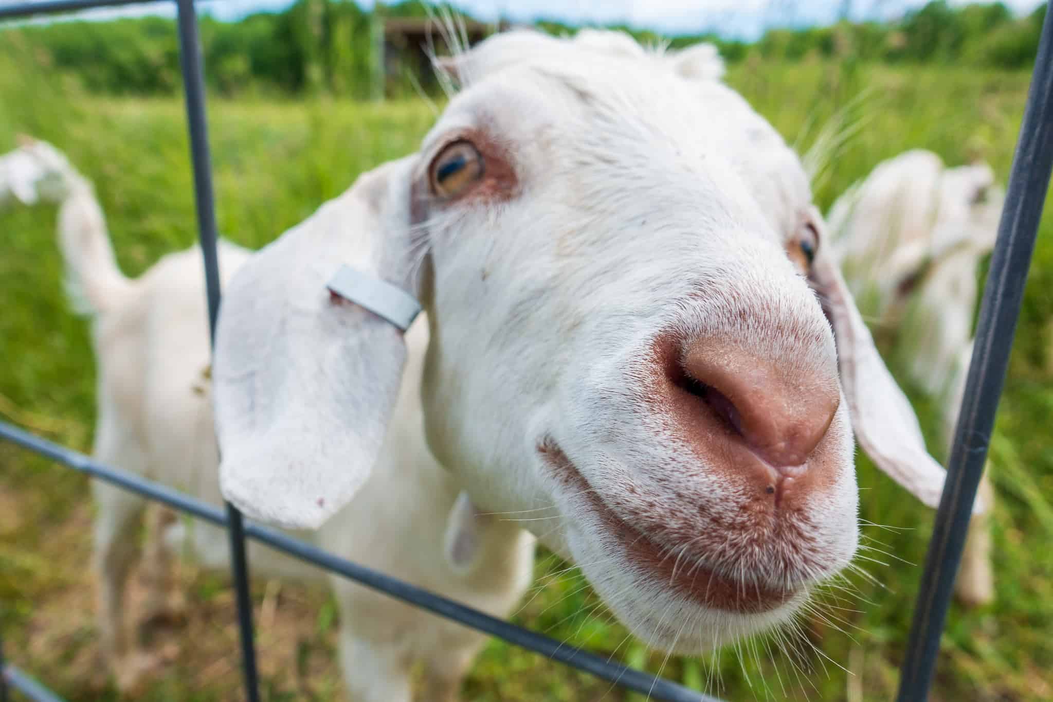 Black Star Farms goats along the DIY bike-n-ride tour