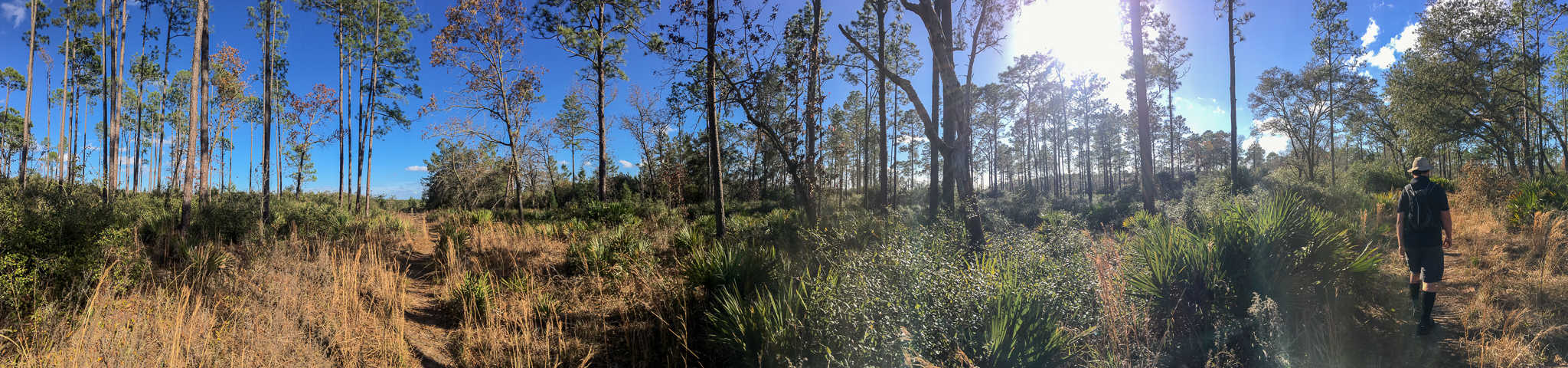 Ocala National Forest Hike