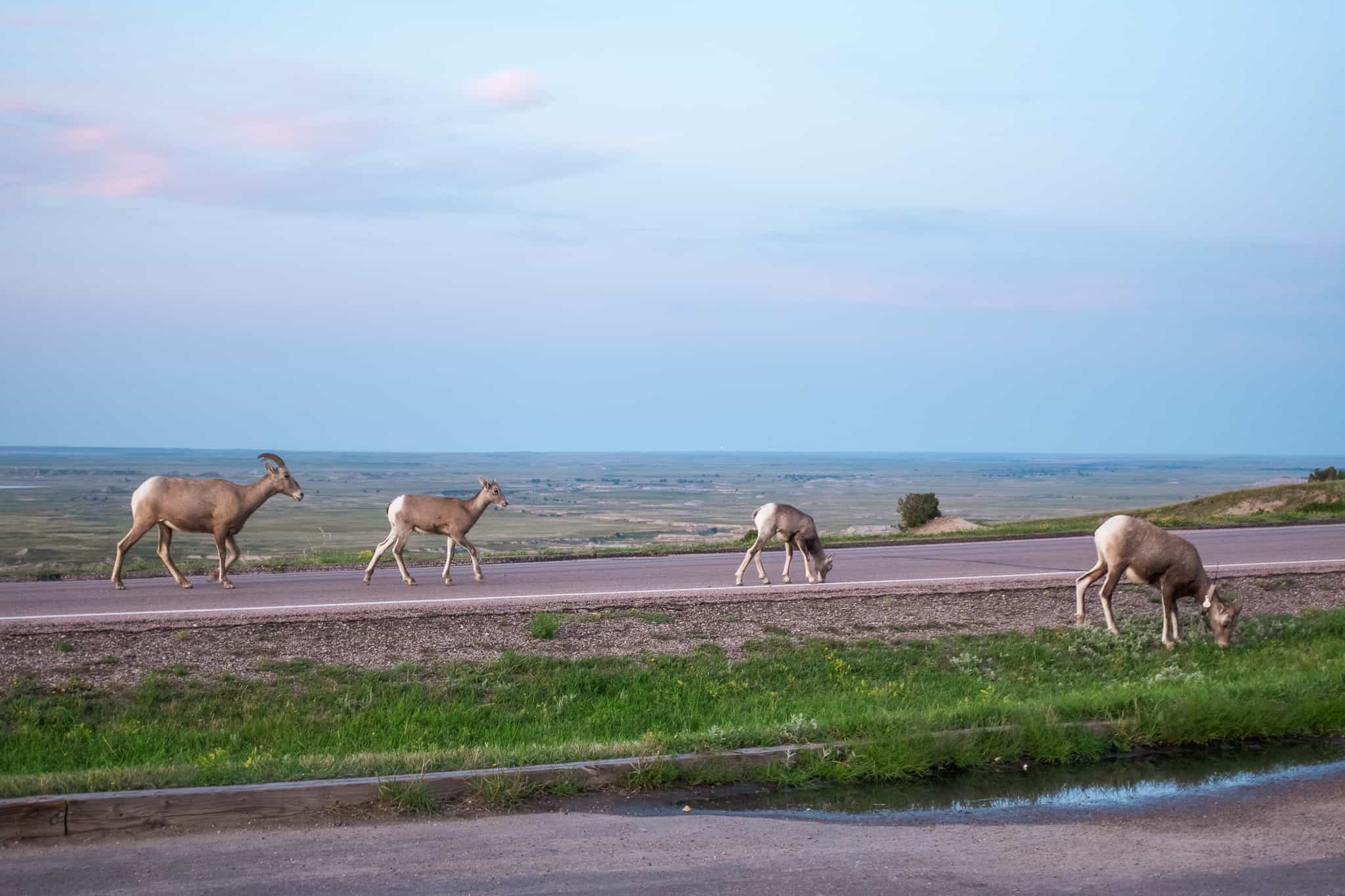 Bighorn Sheep at Badland National Park