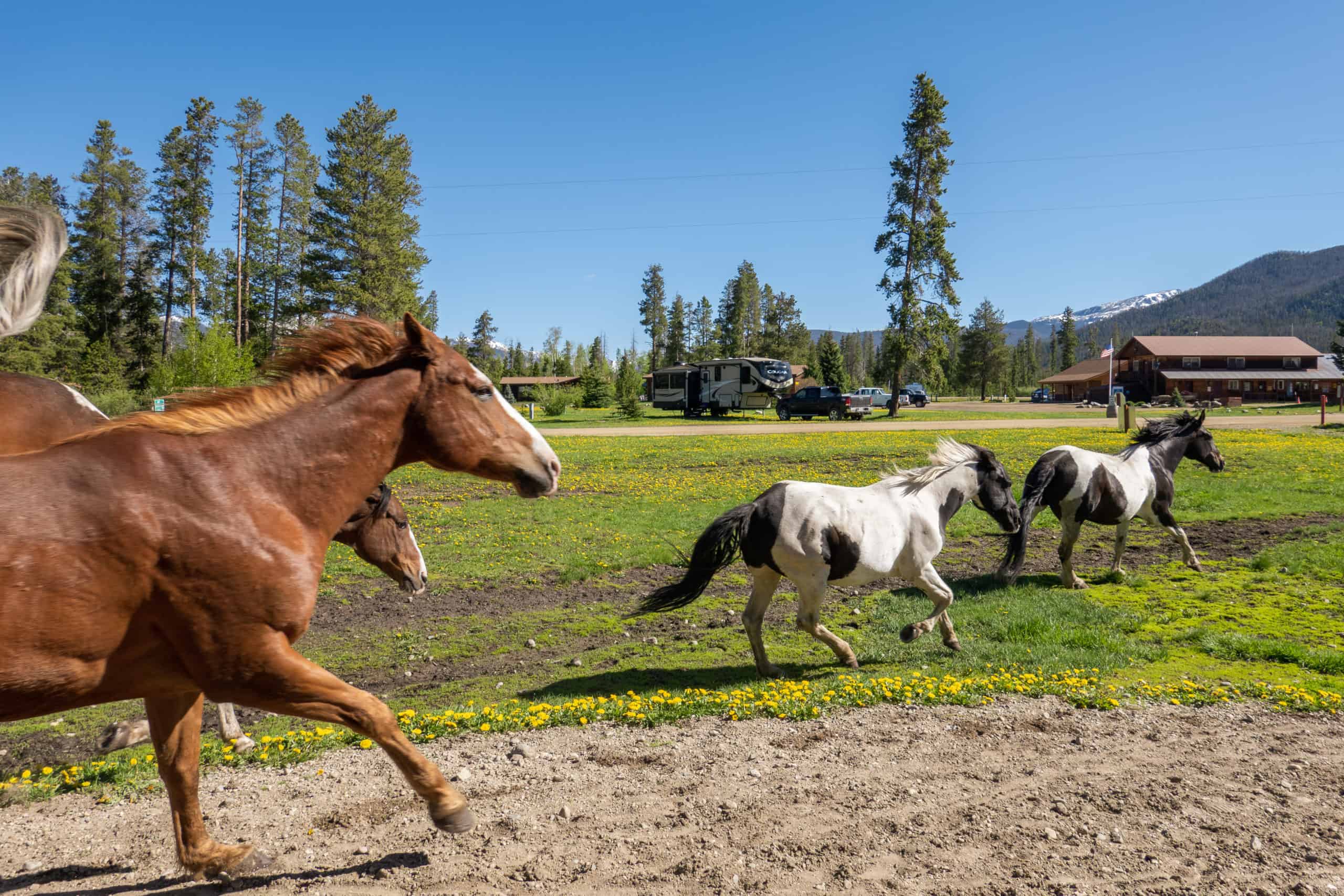 Horses running past our camper at Winding River Resort in Colorado, one of the best RV parks in the US