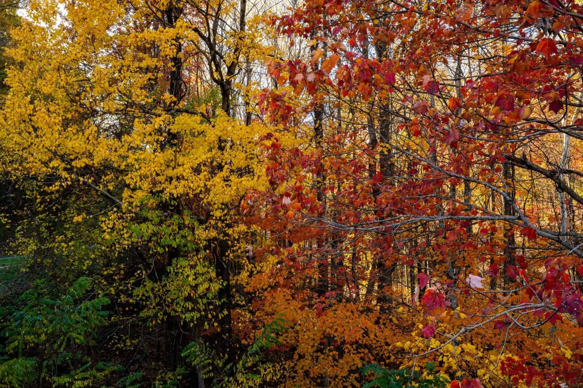 Fall colors spotted in Great Smoky Mountains National Park