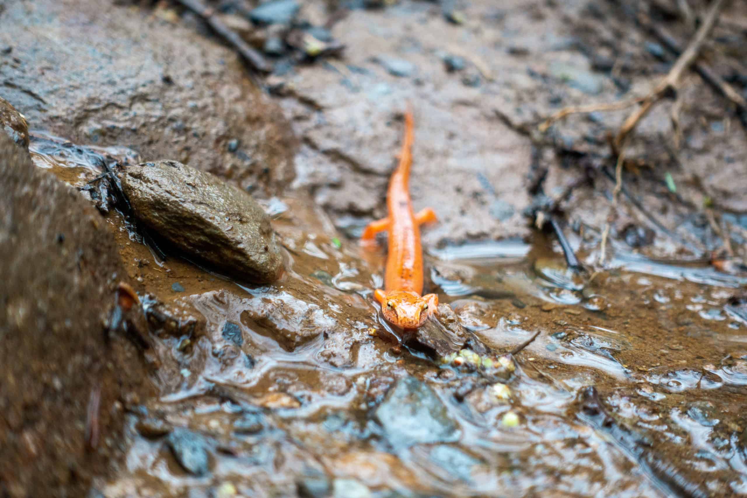 Salamander in Great Smoky Mountains National Park