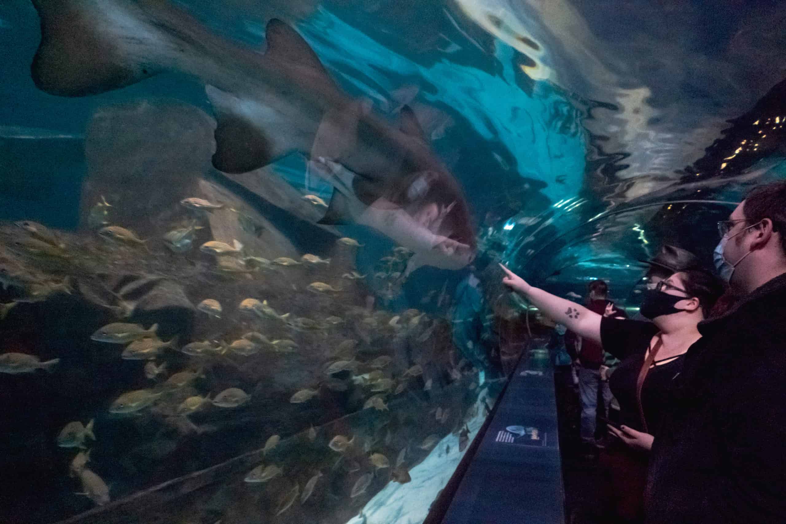 Shark at Ripley's Aquarium of the Smokies