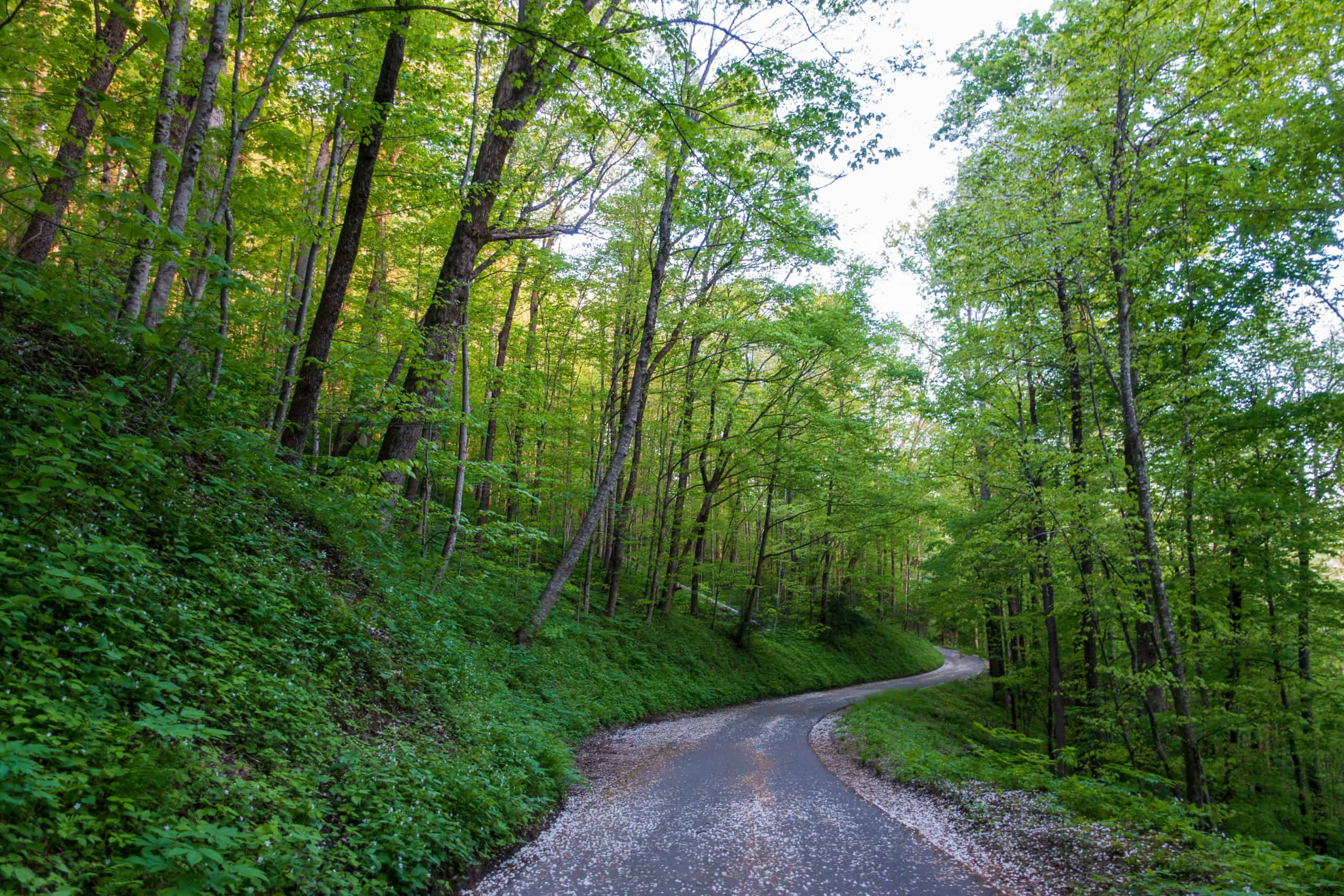 Roaring Fork Motor Nature Trail in Great Smoky Mountains National Park