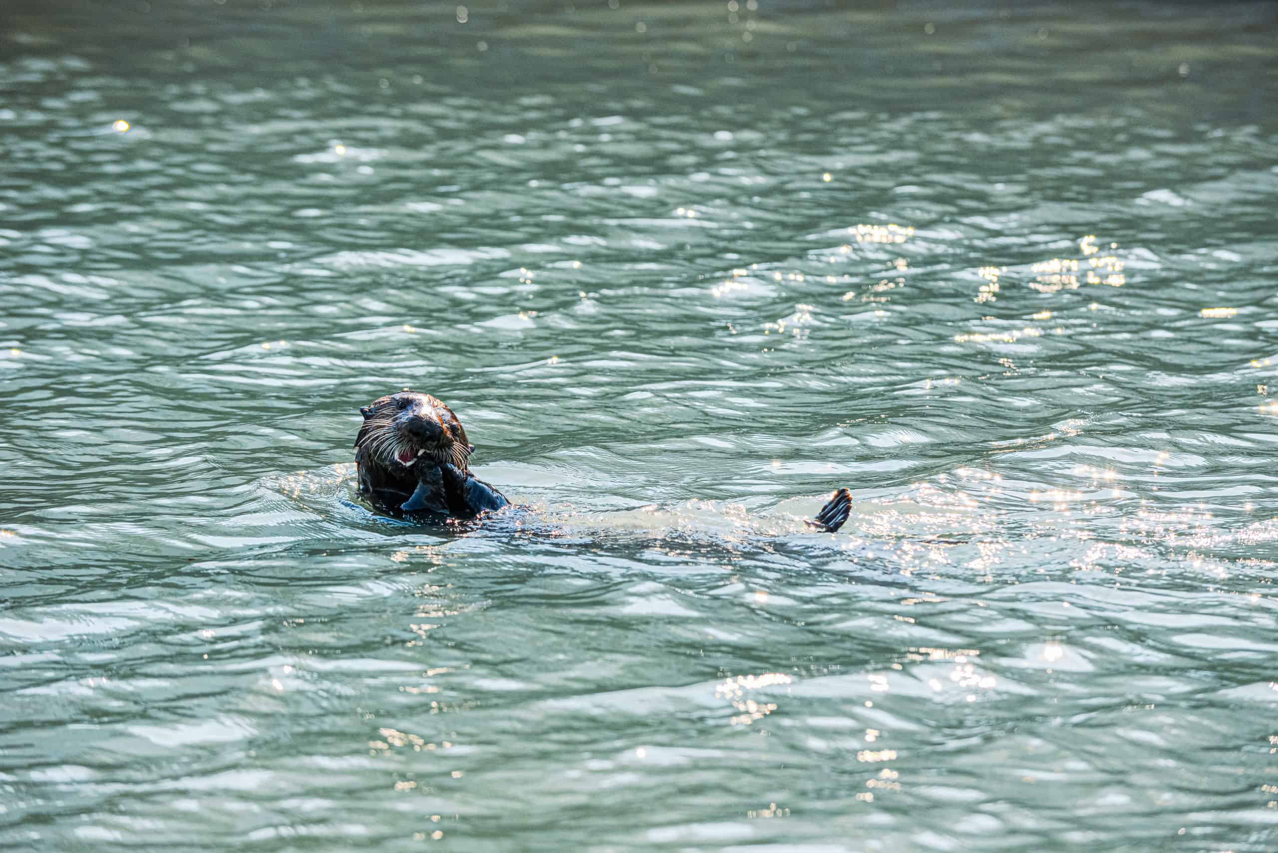 The Otter that was Spotted in Seward on Cindy's 2015 Trip