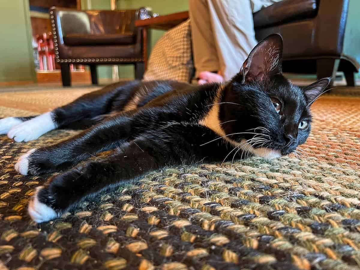 Cat at Above the Clouds hostel