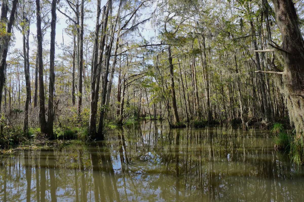 Honey Island Swamp