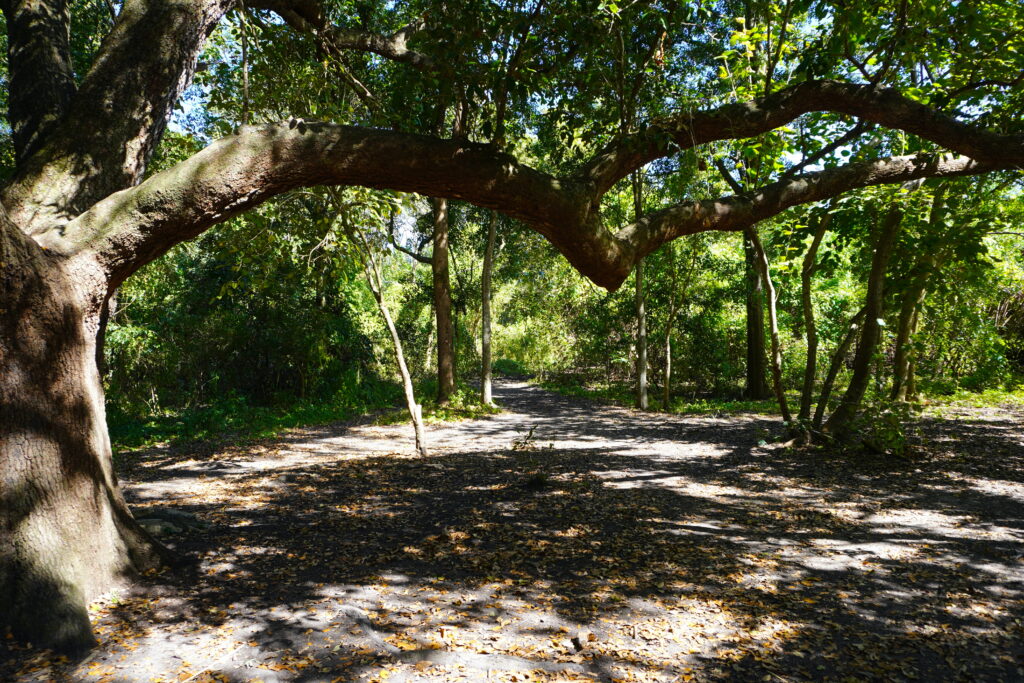 new orleans outdoor activities: Couterie Forest