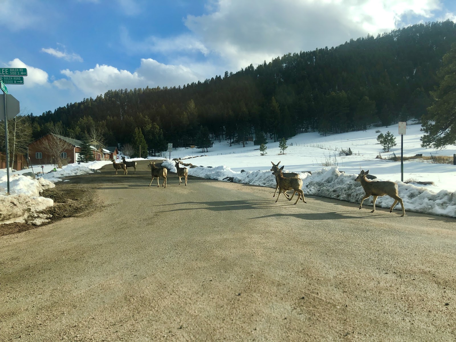 Deer running in Colorado