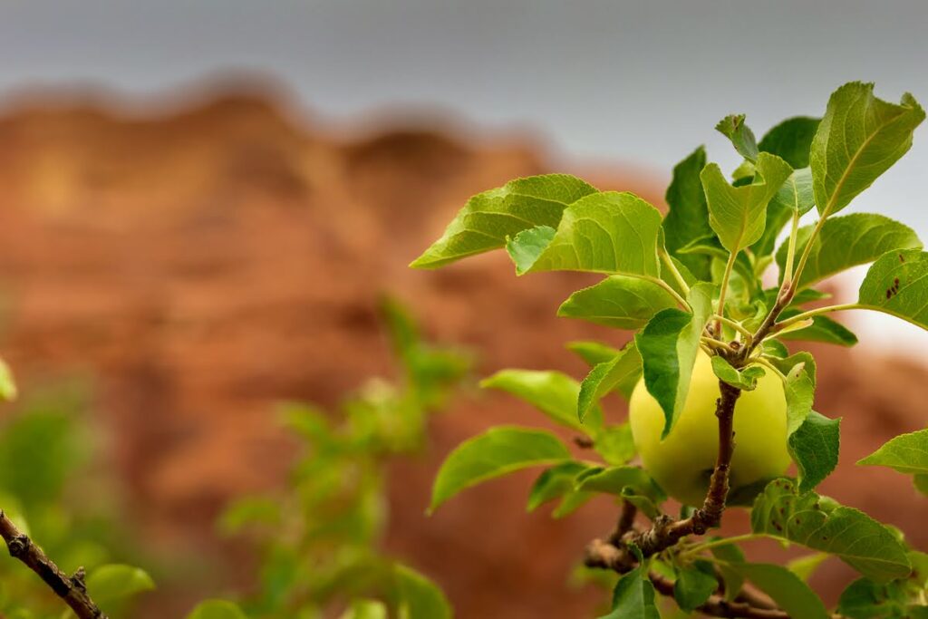 Picking Green apples within the orchards, one of the things to do at Capitol Reef National Park