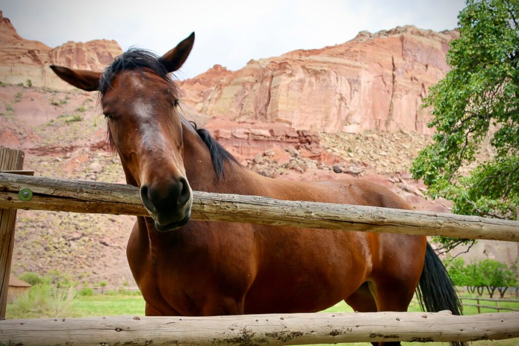 A horse among the many barn animals seen within Capitol Reef National Park.