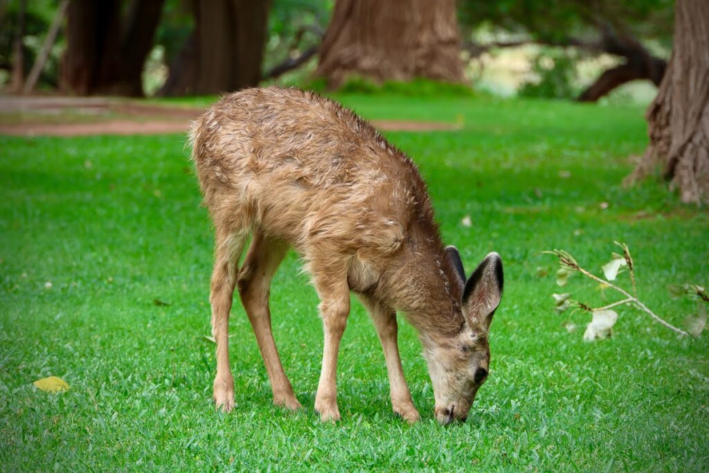 A baby deer near the Gifford Homestead. 