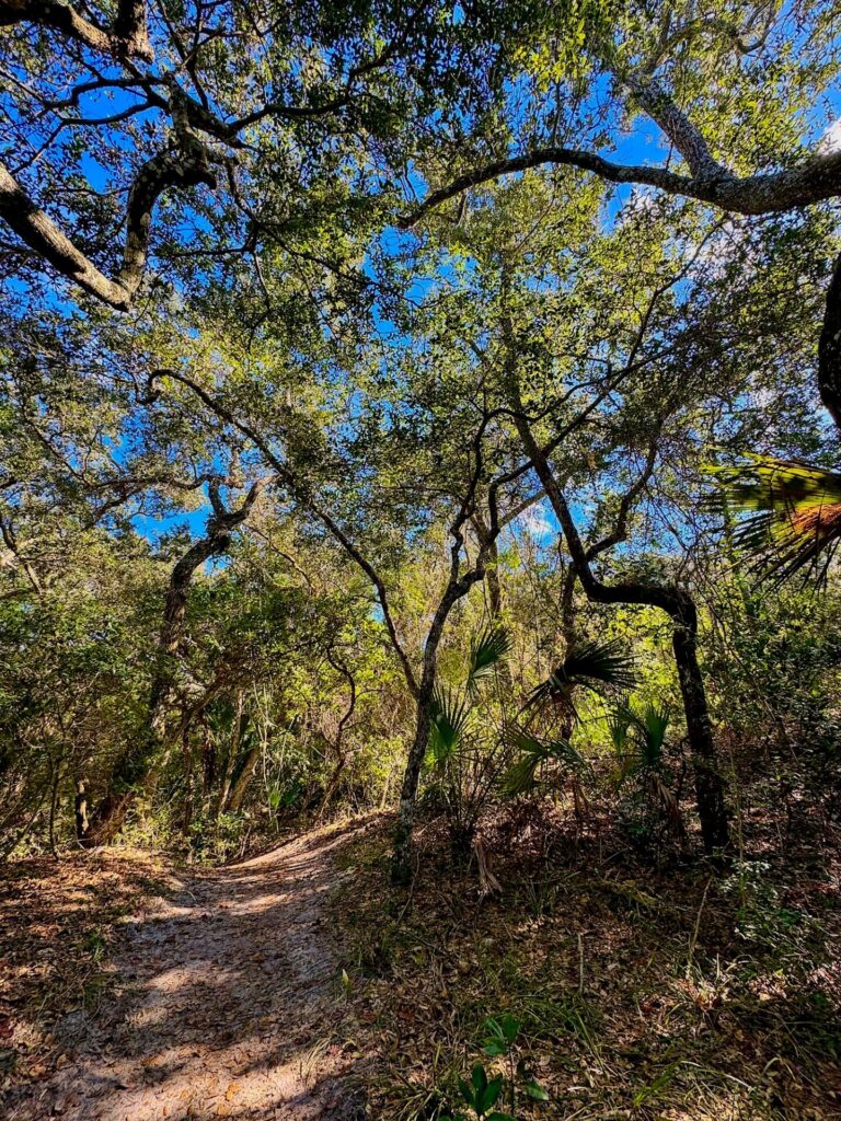 Trail at Anastasia State Park