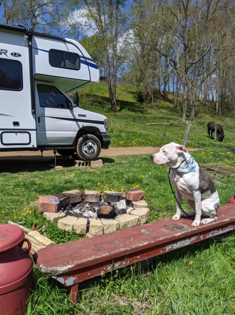 Katherine's dog at a harvest host spot, which is one of her cheap RV living tips