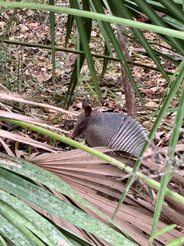 Armadillo at the Guana, Tolomato, Matanzas National Estuary Research Reserve