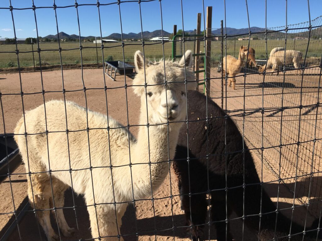 Rio Rancho alpaca farm stay