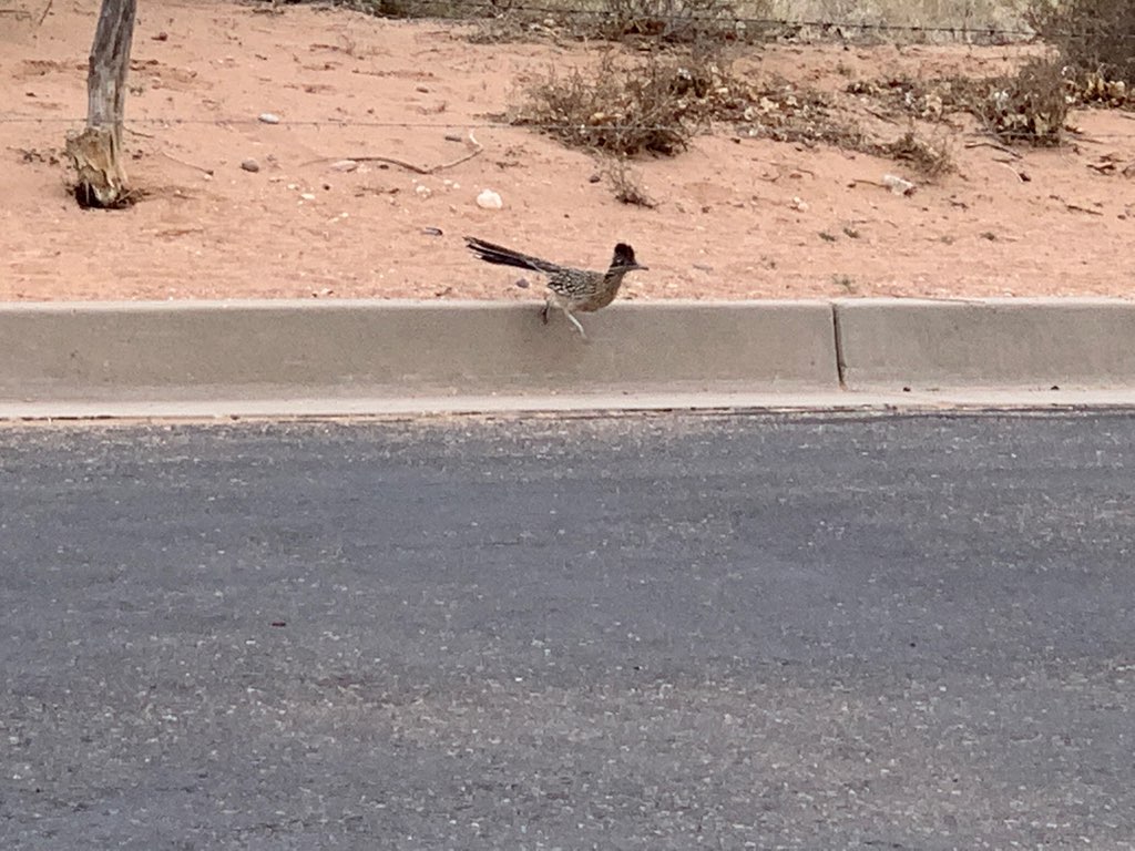 Roadrunner crossing road at Rio Rancho campground